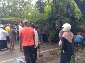 Pohon Tumbang di Depan Masjid Agung Al Karomah, Timpa Sejumlah Warga yang Melintas
