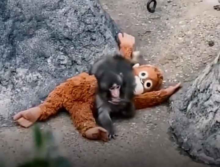Viral dan Mengundang Air Mata, Kisah Punch, Bayi Makaka yang Kehilangan Ibu Sejak Awal