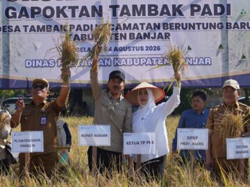 Panen Padi Mulai Bergulir, Kabupaten Banjar Perkuat Posisi sebagai Lumbung Pangan Kalsel