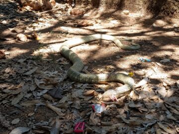 Dikira Gerakan di Pohon Pisang, Ternyata King Kobra 3 Meter Mengintai di Bawah Rumah