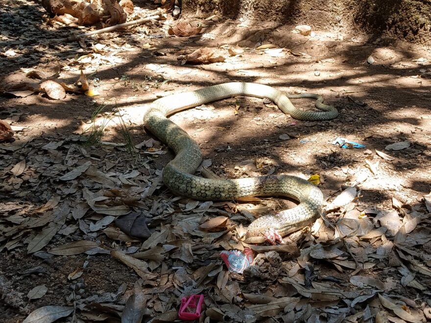 Dikira Gerakan di Pohon Pisang, Ternyata King Kobra 3 Meter Mengintai di Bawah Rumah
