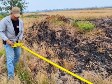 Diduga Bakar Lahan Sawah untuk Persiapan Tanam Padi, Pria di Tambak Anyar Diamankan Polisi